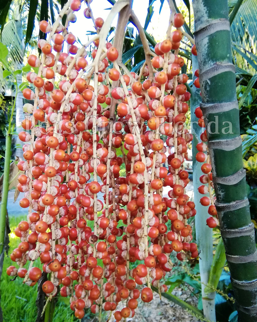 Ptychosperma furcatum palmier tropical