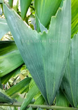 Load image into Gallery viewer, Ptychosperma furcatum Tropical Clustering Palm Tree