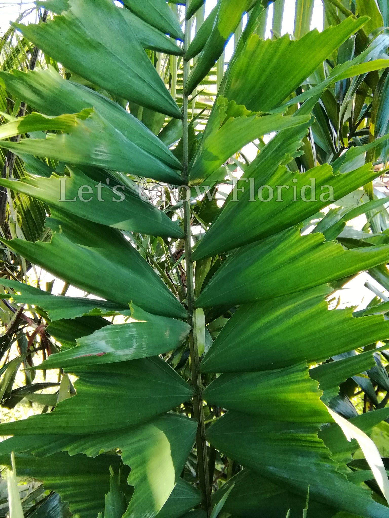 tropical palm like plants Ptychosperma furcatum Tropical Clustering Palm Tree – Let's Grow Florida