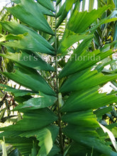 Load image into Gallery viewer, Ptychosperma furcatum Tropical Clustering Palm Tree