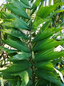 Ptychosperma furcatum palmier tropical