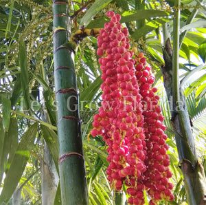 Ptychosperma macarthurii Palm Tree
