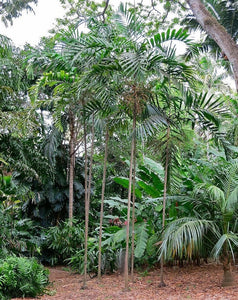 tropical palm like plants Ptychosperma salomonense Palm Tree Tropical – Let's Grow Florida