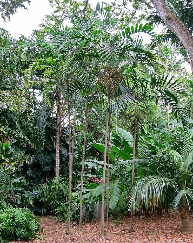 palm trees and tropical plants Ptychosperma salomonense Palm Tree Tropical – Let's Grow Florida