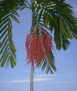Ptychosperma salomonense palmier tropical