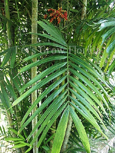 Palmier Ptychosperma sanderianum