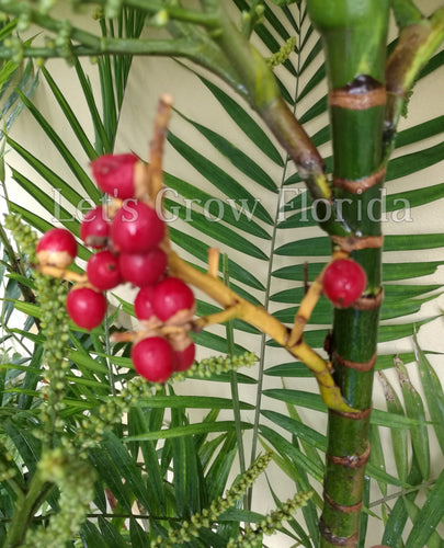 Ptychosperma sanderianum Palm Tree