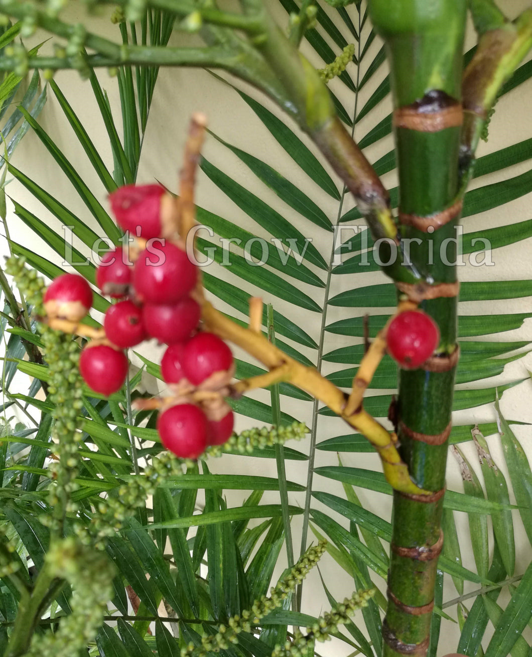 Ptychosperma sanderianum Palm Tree