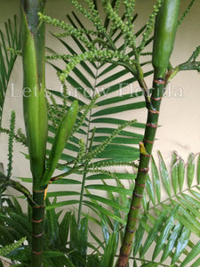 Palmier Ptychosperma sanderianum