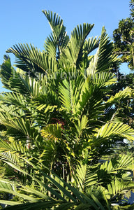 Ptychosperma schefferi Palm Tree