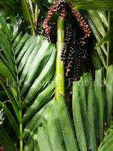 Load image into Gallery viewer, Ptychosperma schefferi Palm Tree