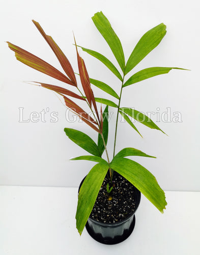Ptychosperma waitianum Palm Tree