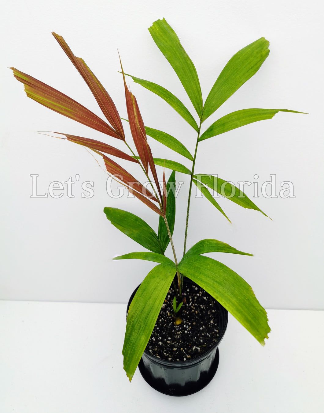 Palmier Ptychosperma waitianum 