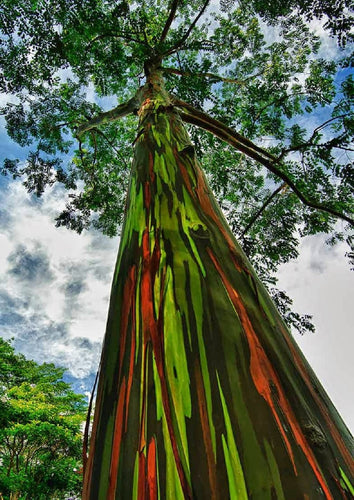 Rainbow Eucalyptus deglupta, Planta de plántula de árbol tropical garantizada, genuina, sin hibridar.