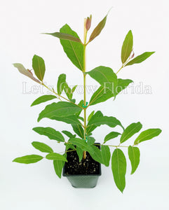 Rainbow Eucalyptus deglupta, Garanti, Authentique, Non hybridé, Plant de semis d’arbre Plante tropicale