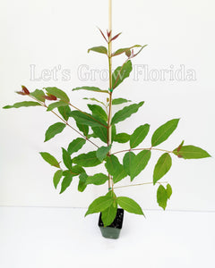 Rainbow Eucalyptus deglupta, Guaranteed, Genuine, Unhybridized, Tree Seedling Sapling Plant Tropical