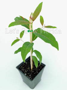 Rainbow Eucalyptus deglupta, Garanti, Authentique, Non hybridé, Plant de semis d’arbre Plante tropicale