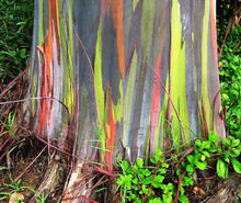 Cargar imagen en el visor de la galería, Rainbow Eucalyptus deglupta, Garantizado, Genuino, Sin Hibridar, Planta de Plántula de Árbol Tropical