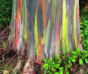 Rainbow Eucalyptus deglupta, Garantizado, Genuino, Sin Hibridar, Planta de Plántula de Árbol Tropical