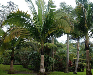 Neoveitchia storckii Palm Tree