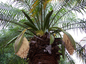 Palmier dattier pygmée Phoenix Roebelenii
