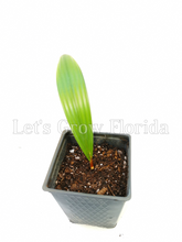 Charger l'image dans la galerie, Arbre Saribus Rotundifolia 'Palmier fontaine à feuilles rondes'