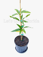 Load image into Gallery viewer, Sugar Loaf, Mango Fruit Tree, Professionally Grafted!