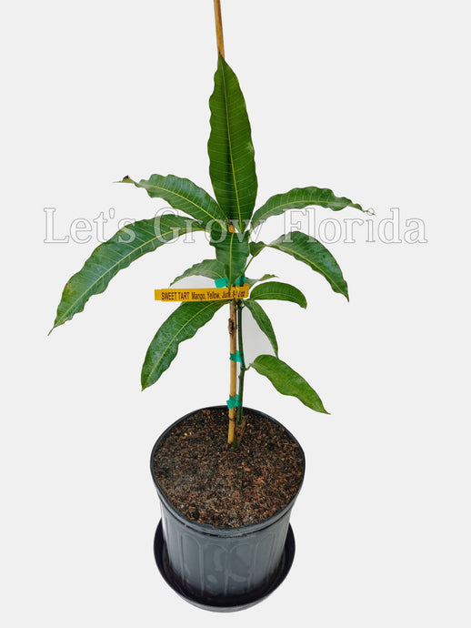 Sweet Tart, Mango Fruit Tree, Professionally Grafted!