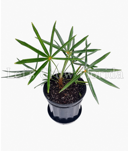 Coccothrinax crinita brevicrinis, “Short Hair” Old Man Palm Tree