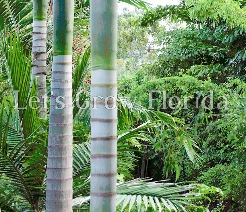 palm plant near me Veitchia winin Tropical Palm Tree Small / 2 Palms / Yes