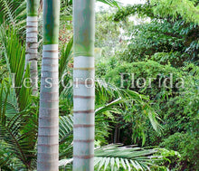 Cargar imagen en el visor de la galería, Veitchia winin palmera tropical