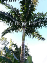 Cargar imagen en el visor de la galería, Veitchia winin palmera tropical