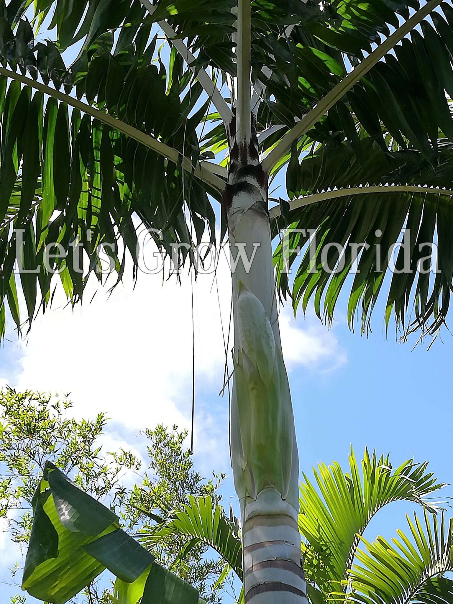 tropical palm tree plant Veitchia winin Tropical Palm Tree Small / 2 Palms / Yes