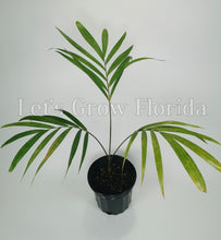 Charger l&#39;image dans la galerie, Veitchia winin palmier tropical