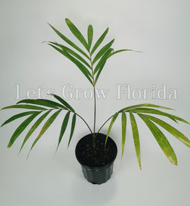 Veitchia winin Tropical Palm Tree