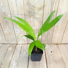 Charger l'image dans la galerie, 1 Palm ( 10 / 3 ) Copier 1er {{ DUPLICATE 1ST THEN USE !!!! }} 