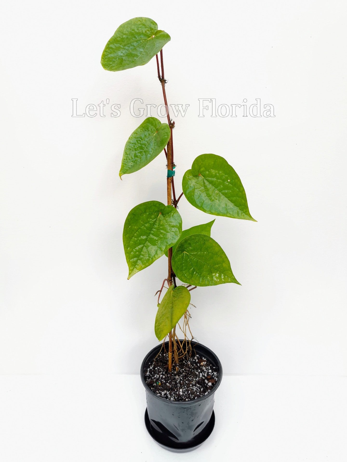 piper betel plant seeds Betel Leaf Vine, Piper betel – Let's Grow Florida