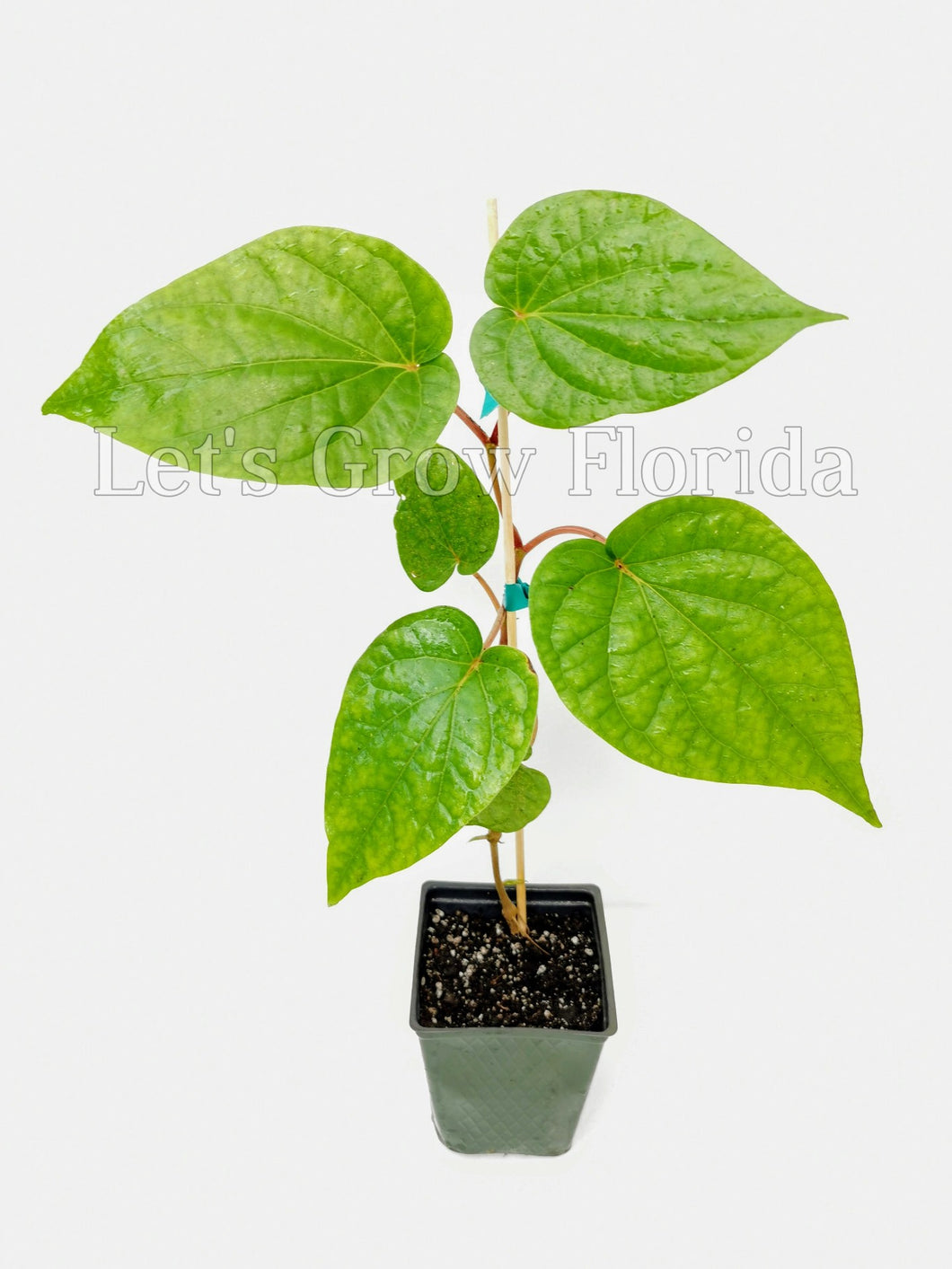 betel plant indoors Betel Leaf Vine, Piper betel – Let's Grow Florida