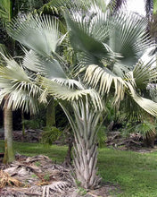 Load image into Gallery viewer, Copernicia hospita Palm Tree