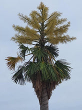 Load image into Gallery viewer, Corypha utan Palm Tree