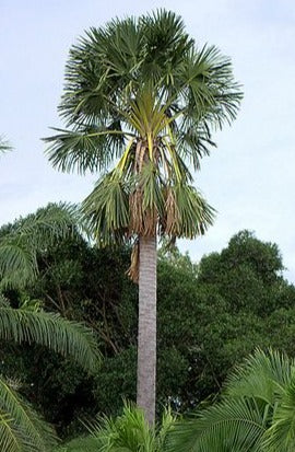 Corypha utan Palm Tree