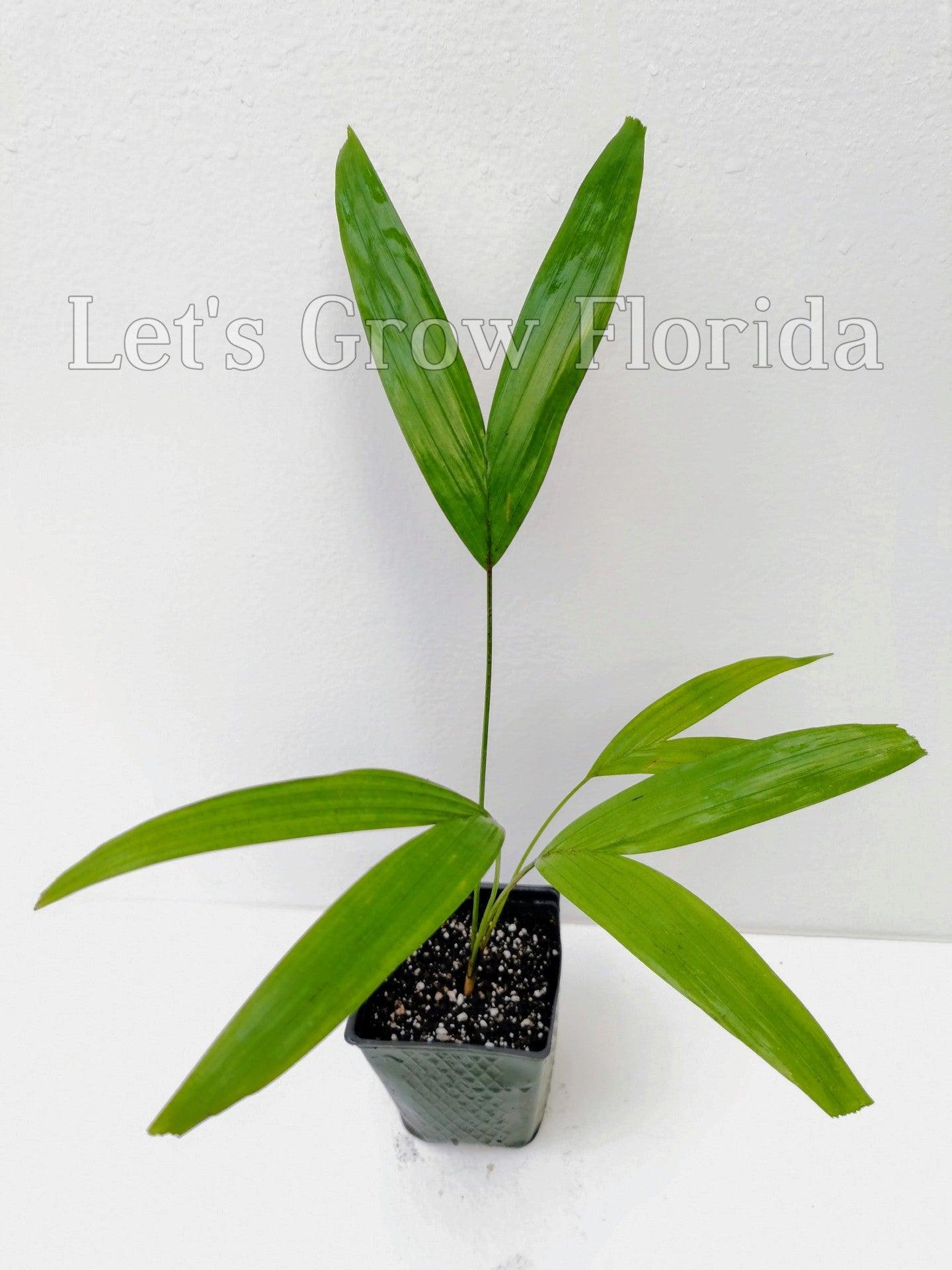 palm like tropical plant Ptychosperma salomonense Palm Tree Tropical – Let's Grow Florida