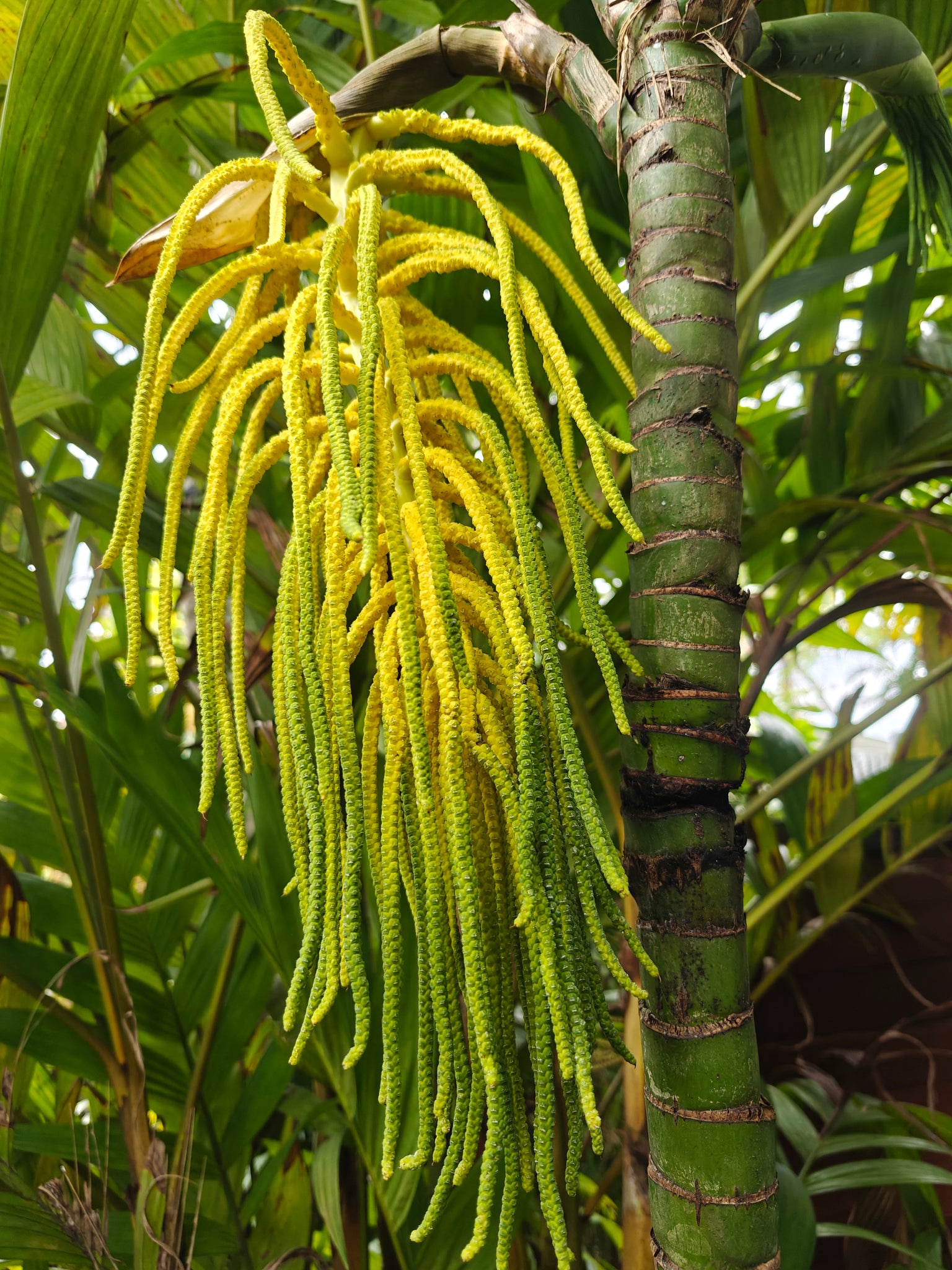 palm tree looking plants Chamaedorea tepejilote Palm Tree – Let's Grow Florida