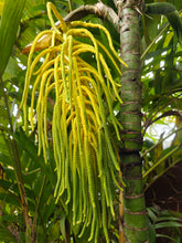 Cargar imagen en el visor de la galería, 1 Palm (20/5) Copiar 1º {{ DUPLICATE 1ST THEN USE !!!! }} 