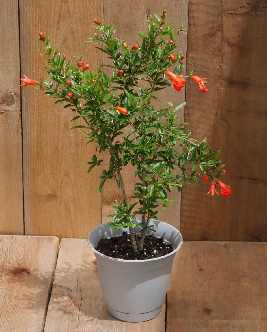 bonsai pomegranate tree for sale Dwarf Pomegranate, Punica granatum, var. Nana