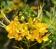Cargar imagen en el visor de la galería, 1 Poinciana enana, amarilla, árbol de flor de pavo real, semilla y plántula, planta tropical Caesalpinia pulcherrima