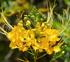 1 Poinciana enana, amarilla, árbol de flor de pavo real, semilla y plántula, planta tropical Caesalpinia pulcherrima