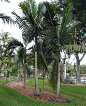 Load image into Gallery viewer, Kentiopsis oliviformis Palm Tree.