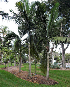 Kentiopsis oliviformis Palm Tree.