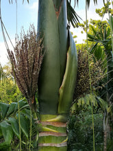 Cargar imagen en el visor de la galería, Palmera Kentiopsis oliviformis.